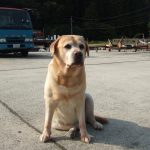 11月1日  わんわんわん・・レオ係長の日！