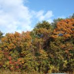 11月19日  今季初のアラレが降りました。