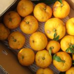 12月17日 ゆずの香りが・・・