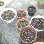 シークワーサーの苗、いりませんか～？